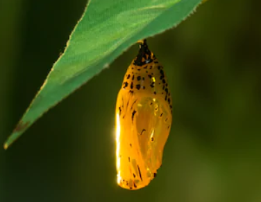 Chrysalis meaning
